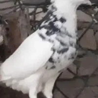 طوقی کلایی|پرنده|کرمان, |دیوار