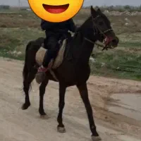 مادیان یورقه