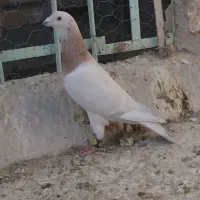 کله هما نر قلدر ارزش بالا