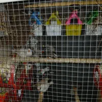 فنچ بندرلنگه|پرنده|بندرلنگه, |دیوار