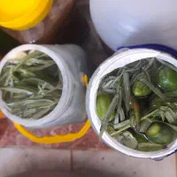 ترشی و خیار شور فله اکبری|خوردنی و آشامیدنی|پایین هولار, |دیوار