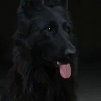 ژرمن بلک شولاین