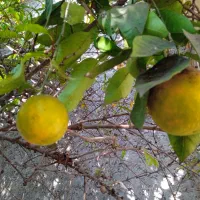 نارنج سردرختی|عمده‌فروشی|ساری, |دیوار