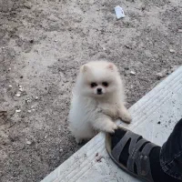 پامر عروسکی خوشگل