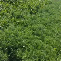 خورشی واسفناج میدان بسیج فقط50تومان جمعه صبح وعصر