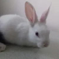 فروش خرگوش