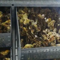 دستگاه جوجه کشی ماشین طیور جوجه مرغ بلدرچین|لوازم جانبی حیوانات|مشهد, حرم مطهر رضوی|دیوار