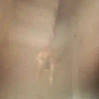 سگ. نگهبان. وگله|سگ|بیرجند, |دیوار