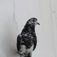 کبوتر ساعتی|حیوانات مزرعه|مینودشت, |دیوار