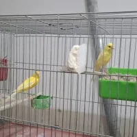 فروش قناری|پرنده|اردکان, |دیوار