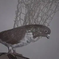 کفتر پرشی|پرنده|فردوسیه, |دیوار