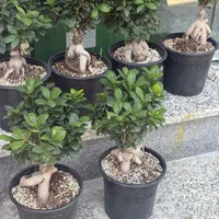 گل بنسای سایز های مختلف و با گلدان دلخواه