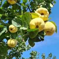 اجاره باغ به و گلابی