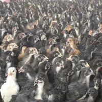 جوجه مرغ و خروس یک ماهه نژاد گلپایگان|حیوانات مزرعه|جوادآباد, |دیوار