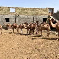 شتر کشتاری و داشتی|حیوانات مزرعه|مشهد, مهدی آباد|دیوار