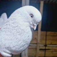 تهرونی چشم سفید