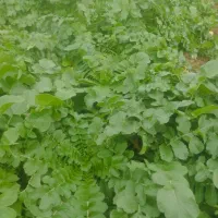 سبزی|خوردنی و آشامیدنی|کارزان, |دیوار