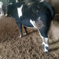 فروش گوساله ماده