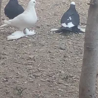 سلام جفت ابلاخ  بدون ایراد  یدونه لوتی ماده