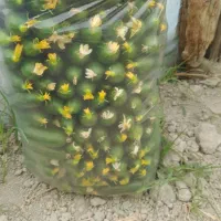 خیار گل خونه