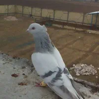 کبوتر سوسنی دمب سفید