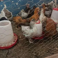 جوجه ۳ ماه و نیم