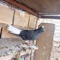 کبوتر 8عدد سالم سرحال دم درخونه تحویل میگیری|پرنده|اهواز, کمپلو جنوبی|دیوار