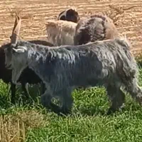 نربز چال ترکی|حیوانات مزرعه|مشهد, پنجتن|دیوار