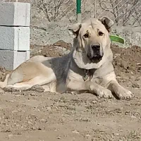 سک عراقی نر 17 ماهه