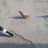 یکت سفید|پرنده|کرخه, |دیوار