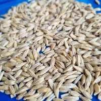 جواردجو سبوس گندم نان خشک