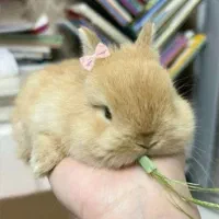 دنیایی خرگوش لوپ/مینیلوپ/مینیاتوری.کارتبهداشت.|موش و خرگوش|اصفهان, بوستان ناژوان|دیوار