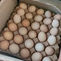 فروش تخم مرغ محلی ارگانیک گلپایگان تولید روز|خوردنی و آشامیدنی|مشهد, کوی سیدی|دیوار