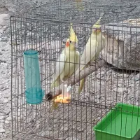 جفت عروس هلندی در کاکی|پرنده|کاکی, |دیوار