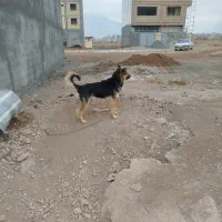 سگ ژرمن و روت وایلر