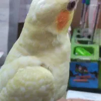 عروس پاریس اهلی|پرنده|سوسنگرد, |دیوار