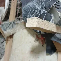 نر دوری|پرنده|دزفول, |دیوار