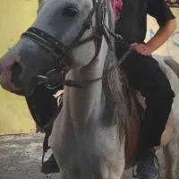 مادیون سواری دار با کره 8 ماه