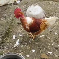 مرغ و خروس حنایی