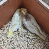 جوجه عروس هلندی وعروس بالغ