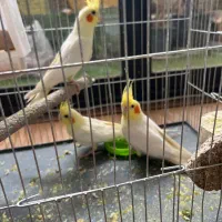 ۳ عدد عروس هلندی لوتینو|پرنده|اصفهان, خواجو|دیوار