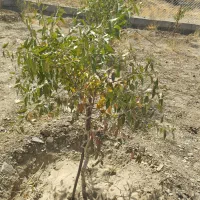 باغ بادام|فروش دفتر صنعتی، کشاورزی، تجاری|گلپایگان, |دیوار