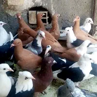 کبوتر کفتر