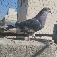 پرشی|پرنده|سمنان, |دیوار