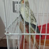 عروس هلندی گم شده