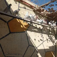 کفتر انگلیسی به شرط|پرنده|رباطکریم, رباطکریم|دیوار