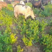 بز سرحال|حیوانات مزرعه|داراب, |دیوار