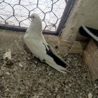 دمبی|پرنده|میانه, |دیوار