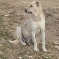 یه قلاده سگ ماده‌،