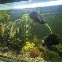 آکواریوم|ماهی|قزوین, |دیوار